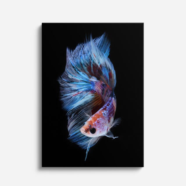cuadro canvas vida marina espiral azul betta vertical