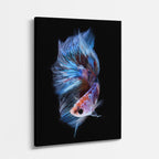 cuadro canvas vida marina espiral azul betta vertical