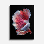 cuadro canvas vida marina velo rosado betta vertical