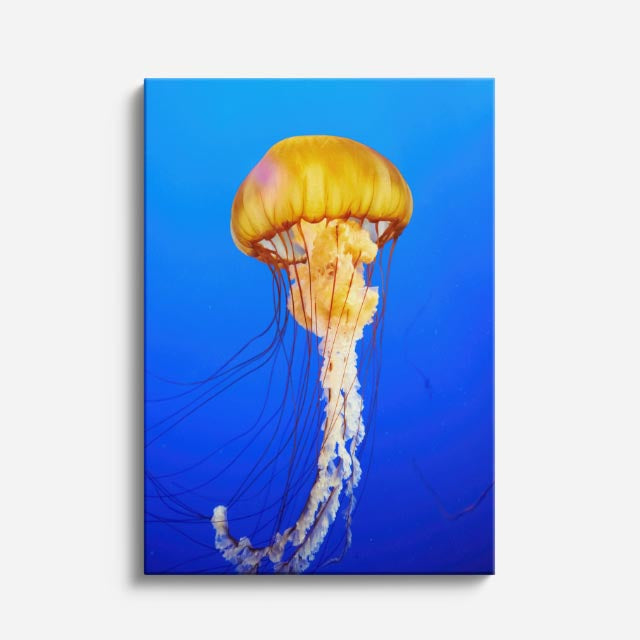 cuadro canvas vida marina medusa dorada flotante vertical