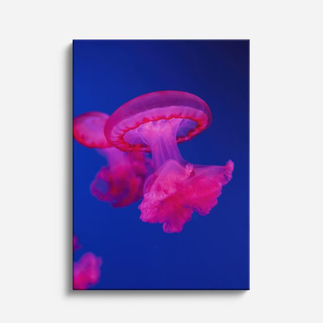 cuadro canvas vida marina medusa rosa neón vertical