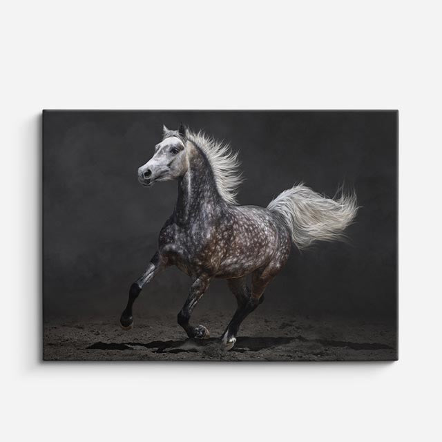 cuadro canvas vida salvaje blanco caballo en galope horizontal