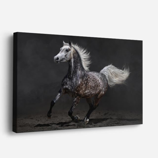 cuadro canvas vida salvaje blanco caballo en galope horizontal