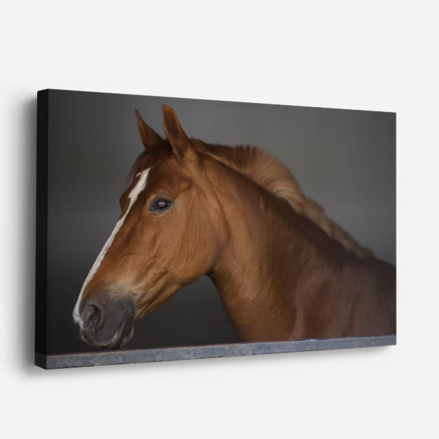 cuadro canvas vida salvaje retrato de caballo dorado horizontal
