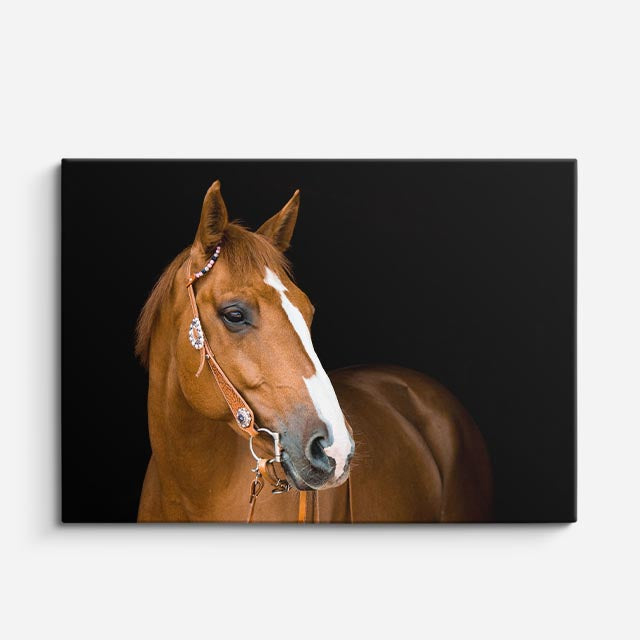 cuadro canvas vida salvaje retrato de caballo elegante horizontal