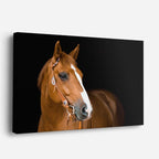 cuadro canvas vida salvaje retrato de caballo elegante horizontal