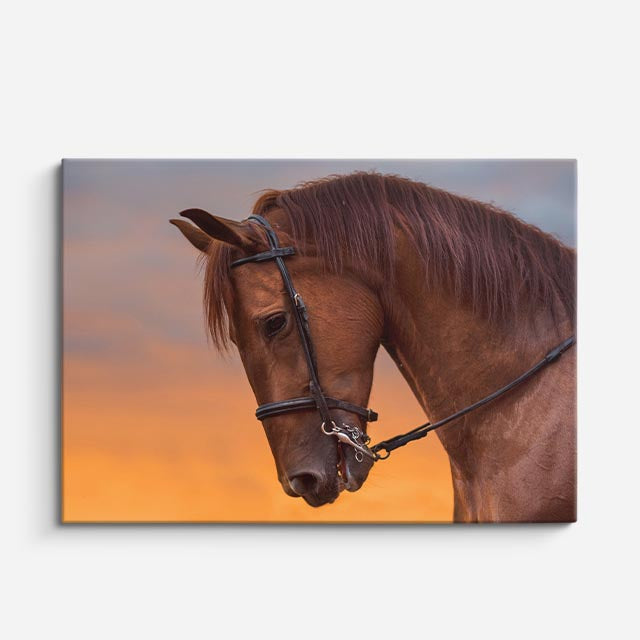 cuadro canvas vida salvaje retrato de caballo atardecer horizontal