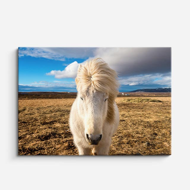 cuadro canvas vida salvaje caballo blanco en pradera horizontal