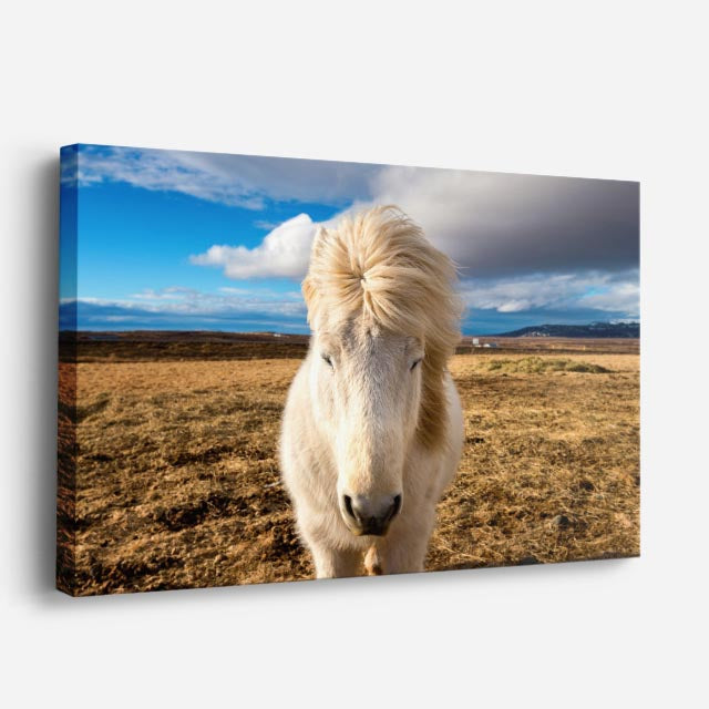 cuadro canvas vida salvaje caballo blanco en pradera horizontal