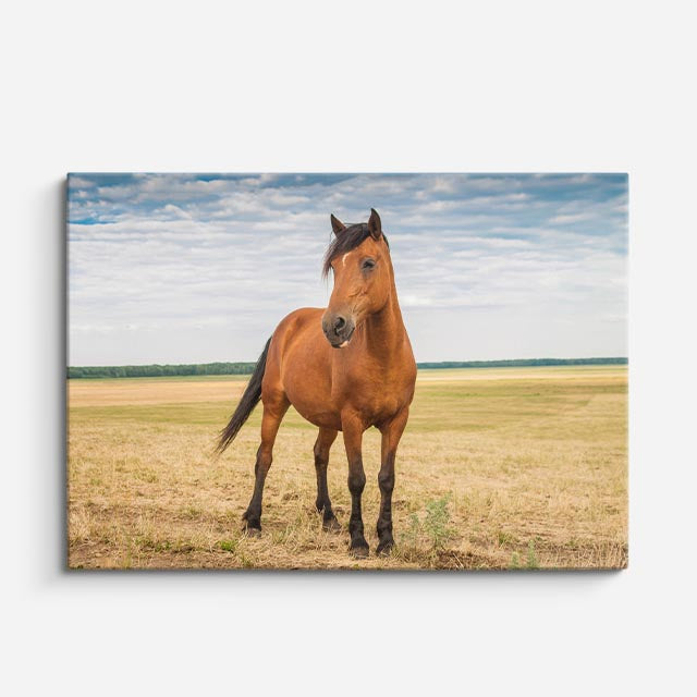cuadro canvas vida salvaje caballo solitario en pradera horizontal