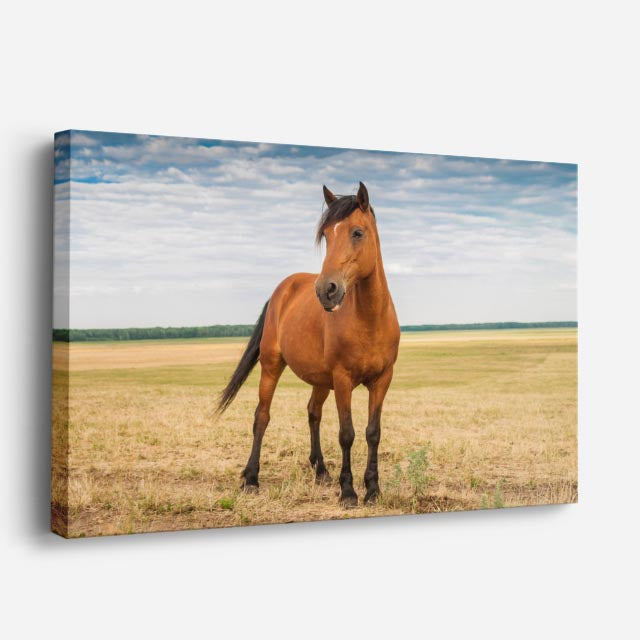 cuadro canvas vida salvaje caballo solitario en pradera horizontal