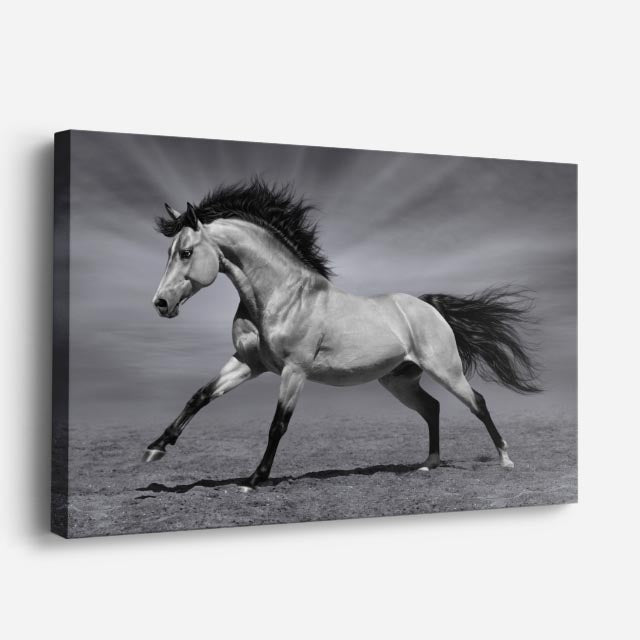 cuadro canvas vida salvaje caballo blanco en galope horizontal