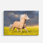 cuadro canvas vida salvaje caballo blanco en campo horizontal