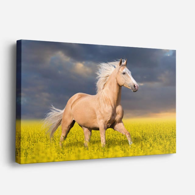 cuadro canvas vida salvaje caballo blanco en campo horizontal