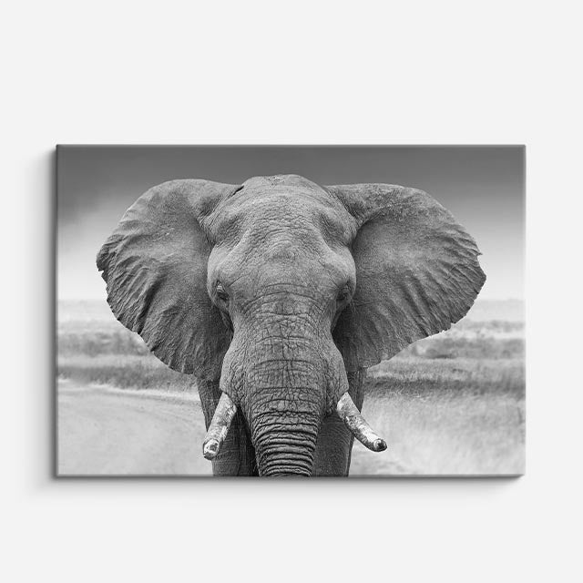 cuadro canvas vida salvaje rey de la llanura horizontal