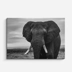 cuadro canvas vida salvaje coloso en blanco y negro horizontal