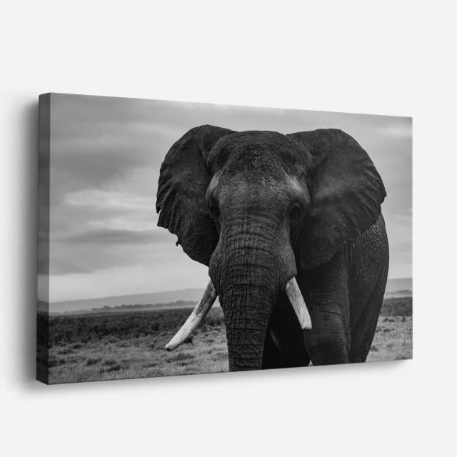 cuadro canvas vida salvaje coloso en blanco y negro horizontal