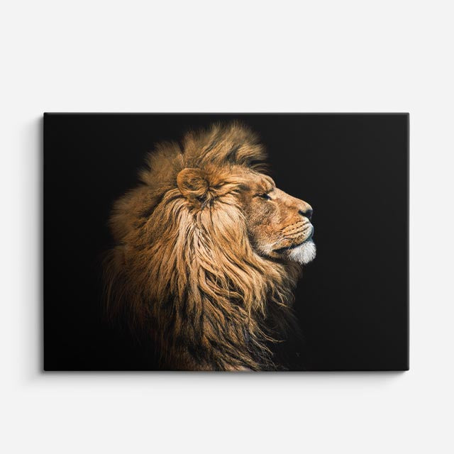 cuadro canvas vida salvaje rey león majestuoso horizontal
