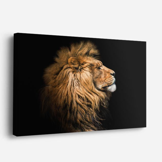 cuadro canvas vida salvaje rey león majestuoso horizontal