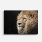 cuadro canvas vida salvaje león blanco sereno horizontal
