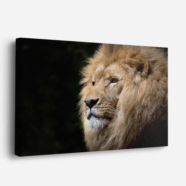 cuadro canvas vida salvaje león blanco sereno horizontal