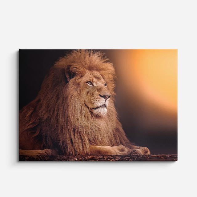 cuadro canvas vida salvaje león del atardecer horizontal