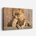 cuadro canvas vida salvaje león descansando rey horizontal