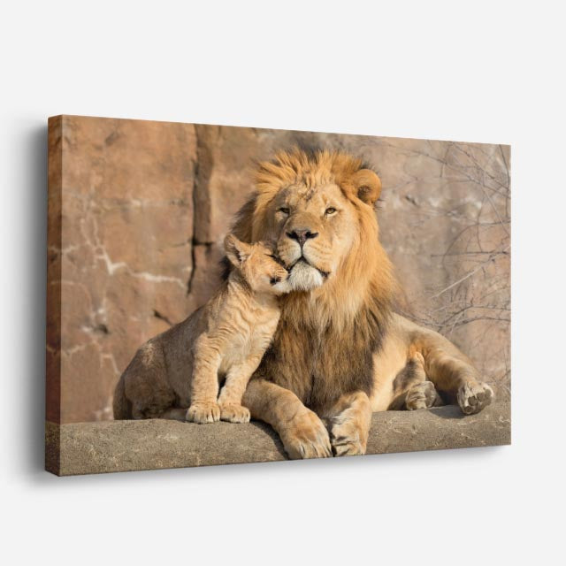 cuadro canvas vida salvaje león descansando rey horizontal