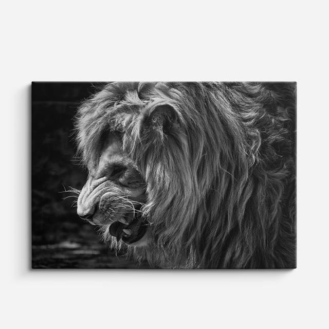 cuadro canvas vida salvaje león en blanco negro horizontal