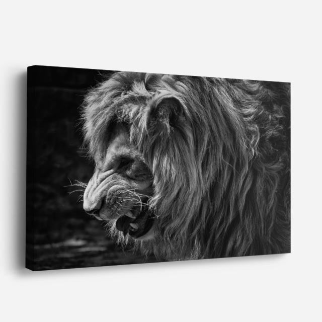 cuadro canvas vida salvaje león en blanco negro horizontal