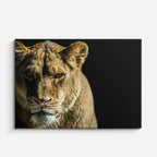 cuadro canvas vida salvaje mirada de leona horizontal
