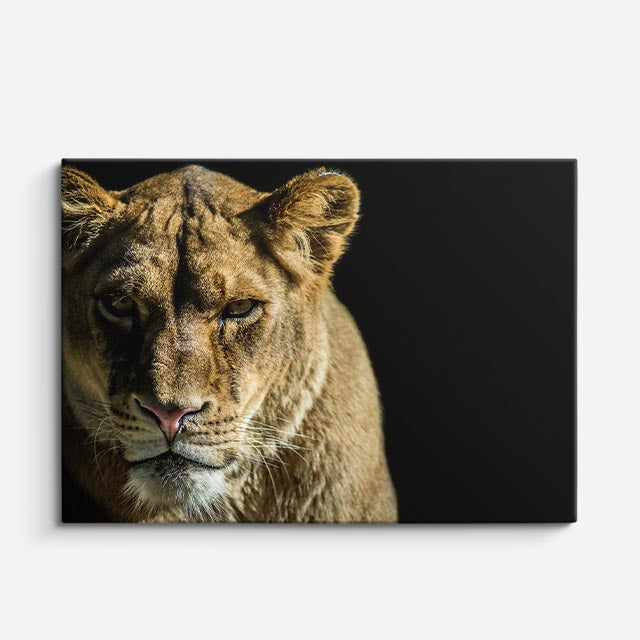 cuadro canvas vida salvaje mirada de leona horizontal