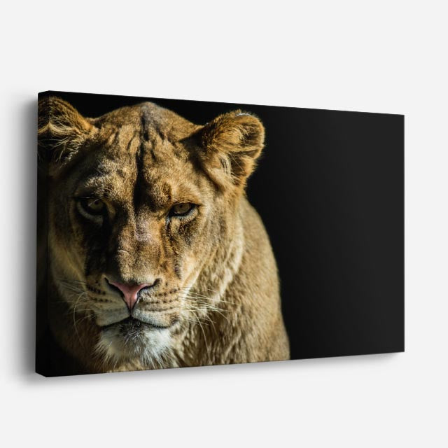 cuadro canvas vida salvaje mirada de leona horizontal