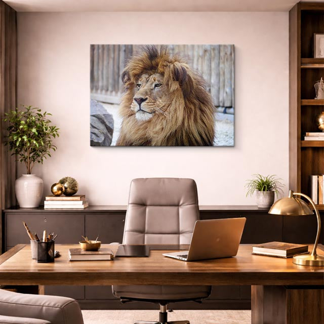 cuadro canvas vida salvaje león sereno descanso horizontal