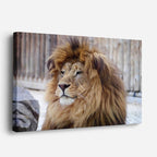 cuadro canvas vida salvaje león sereno descanso horizontal