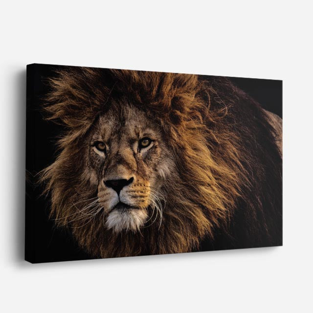 cuadro canvas vida salvaje león alfa salvaje horizontal