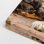 cuadro canvas vida salvaje león dorado reposo horizontal