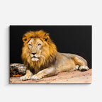 cuadro canvas vida salvaje león dorado reposo horizontal