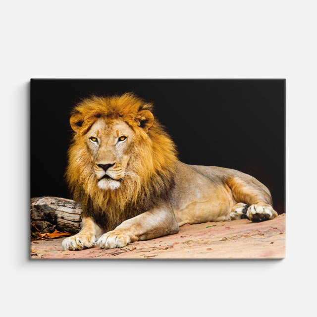 cuadro canvas vida salvaje león dorado reposo horizontal