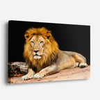cuadro canvas vida salvaje león dorado reposo horizontal