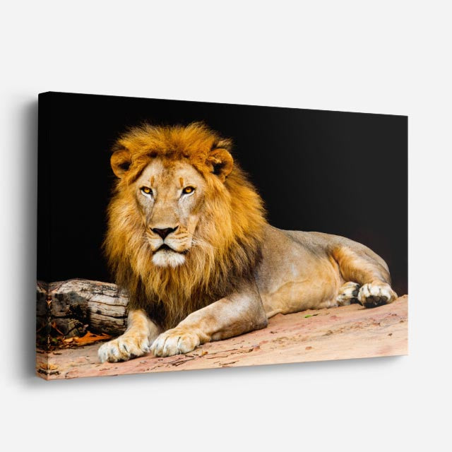cuadro canvas vida salvaje león dorado reposo horizontal