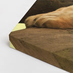 cuadro canvas vida salvaje león dorado majestuoso horizontal