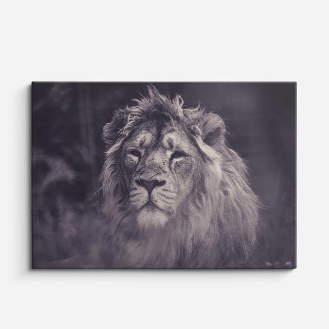 cuadro canvas vida salvaje león blanco fantasma horizontal