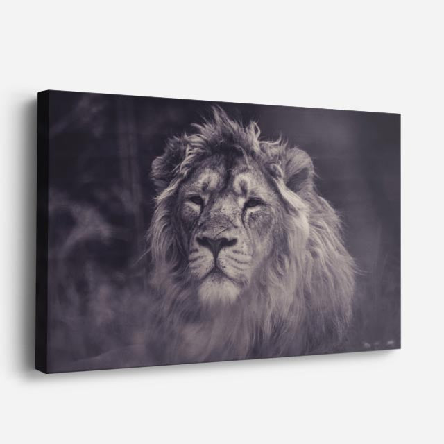 cuadro canvas vida salvaje león blanco fantasma horizontal