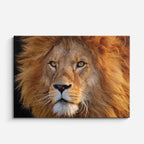 cuadro canvas vida salvaje retrato león dorado horizontal