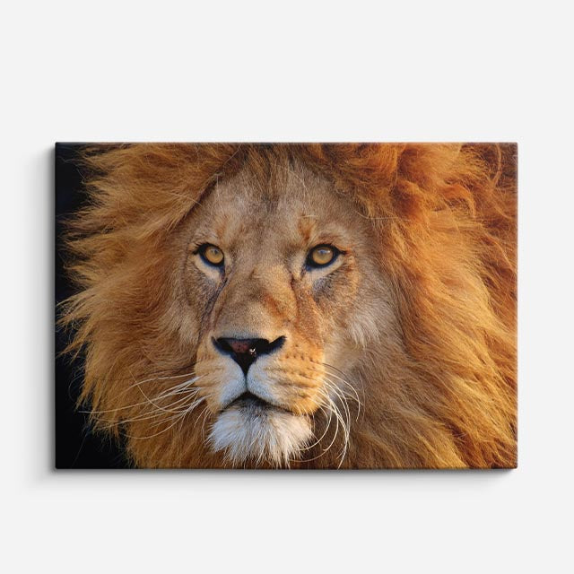 cuadro canvas vida salvaje retrato león dorado horizontal