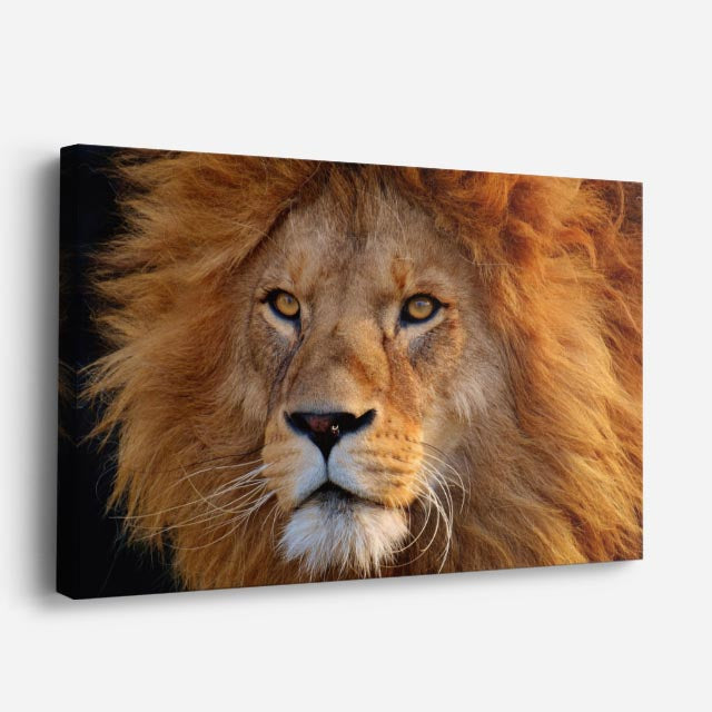 cuadro canvas vida salvaje retrato león dorado horizontal