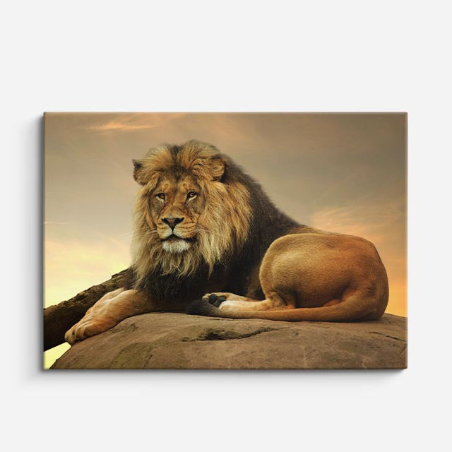 cuadro canvas vida salvaje rey león sereno horizontal
