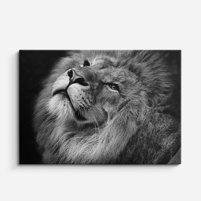 cuadro canvas vida salvaje león blanco mirando cielo horizontal