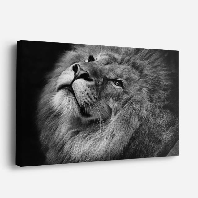 cuadro canvas vida salvaje león blanco mirando cielo horizontal